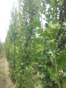 Quercus palustris green pillar