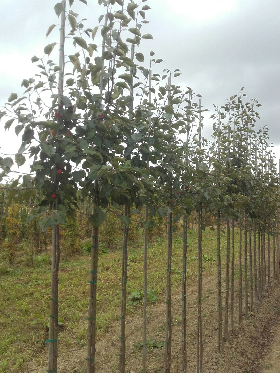 Des subsides wallons pour planter vos arbres !